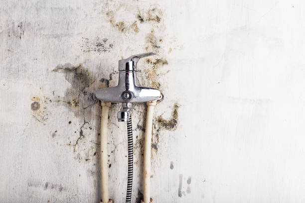 Best Affordable Mold Removal  in Mendenhall, MS