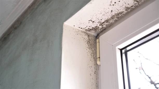 Best Mold Testing  in Mendenhall, MS