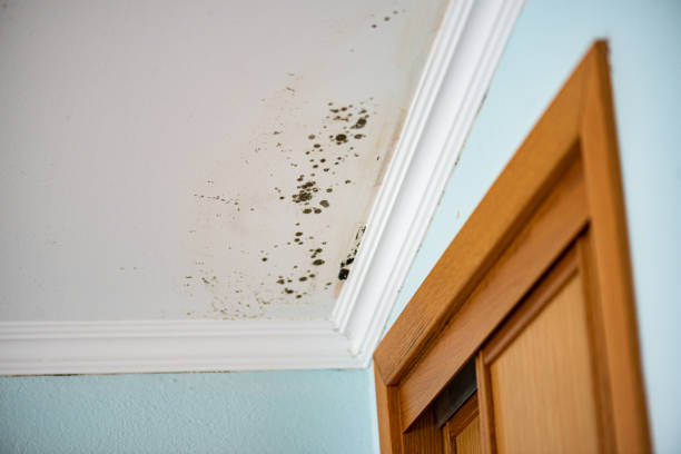 Best Best Mold Removal Companies  in Mendenhall, MS