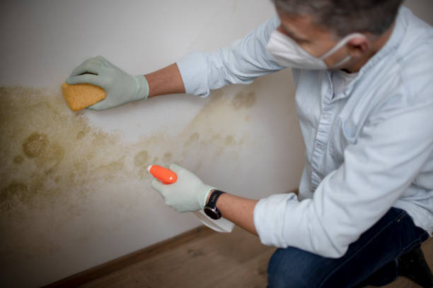 Best Mold Removal and Inspection  in Mendenhall, MS
