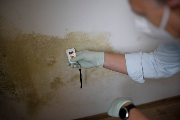 Best Mold Remediation Experts  in Mendenhall, MS