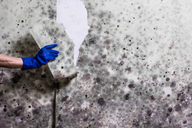 Best Mold Inspection  in Mendenhall, MS